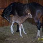 Clydesdale Foal - Nickweb Amarula